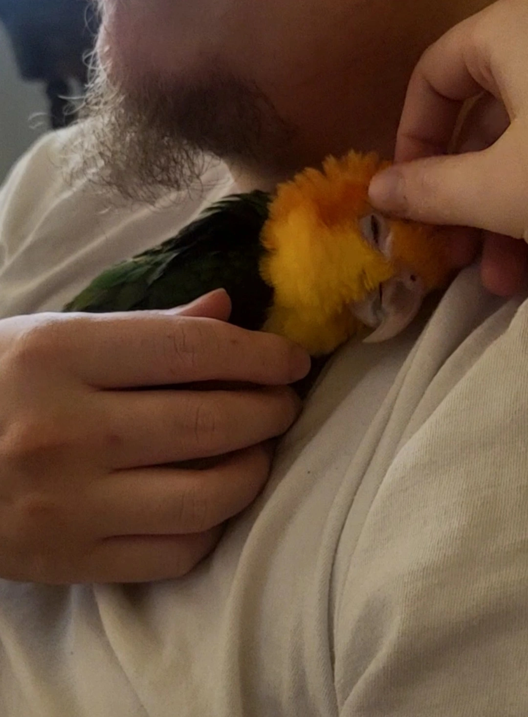 caiquesnuggle.webp