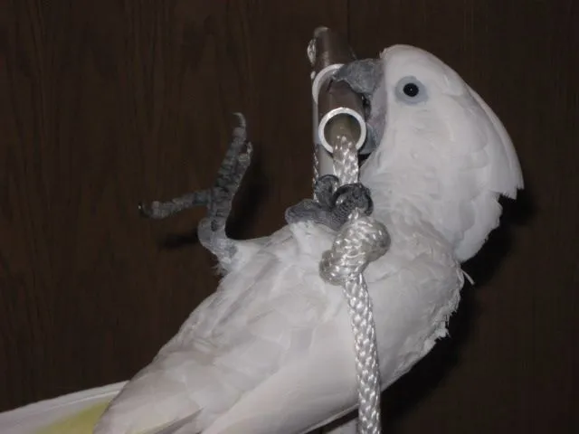 Cameo Playing On Her Play Gym