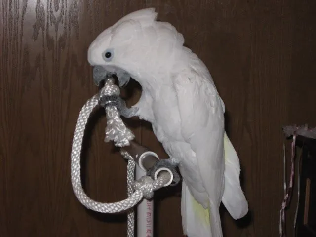 Cameo Playing On Her Play Gym