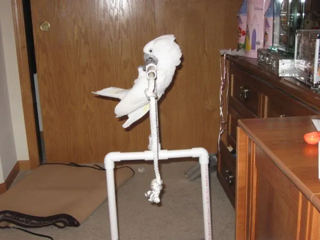 Cameo Playing On Her Play Gym