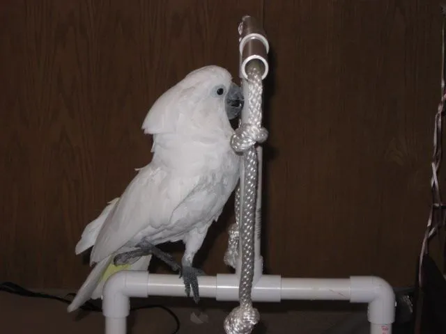 Cameo Playing
