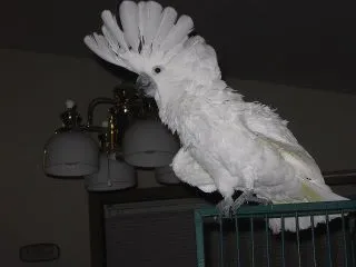 Cameo Playing