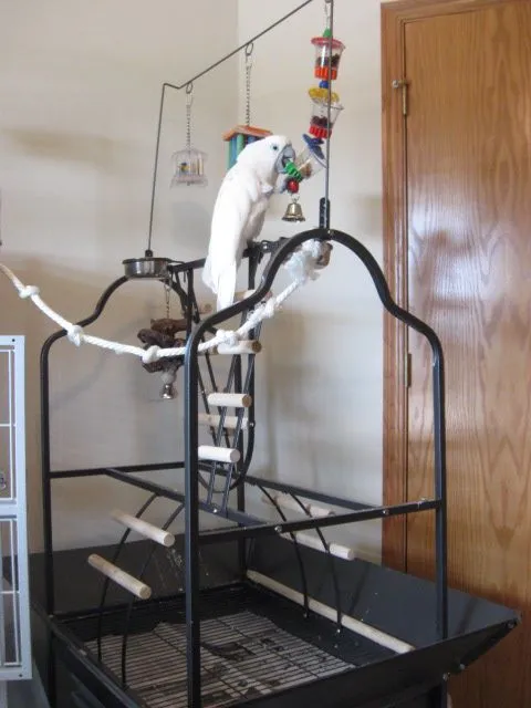 Cameo`s Cage &amp; Play Gym