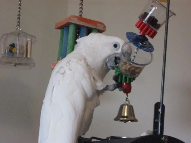 Cameo`s Cage &amp; Play Gym