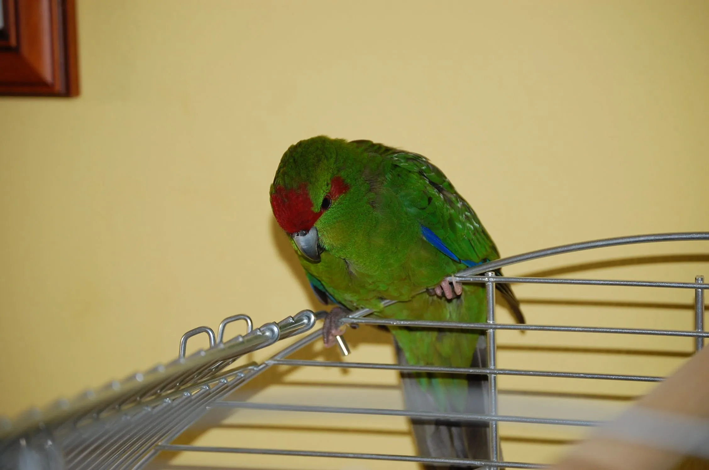 Can Anyone Tell Me The Breed