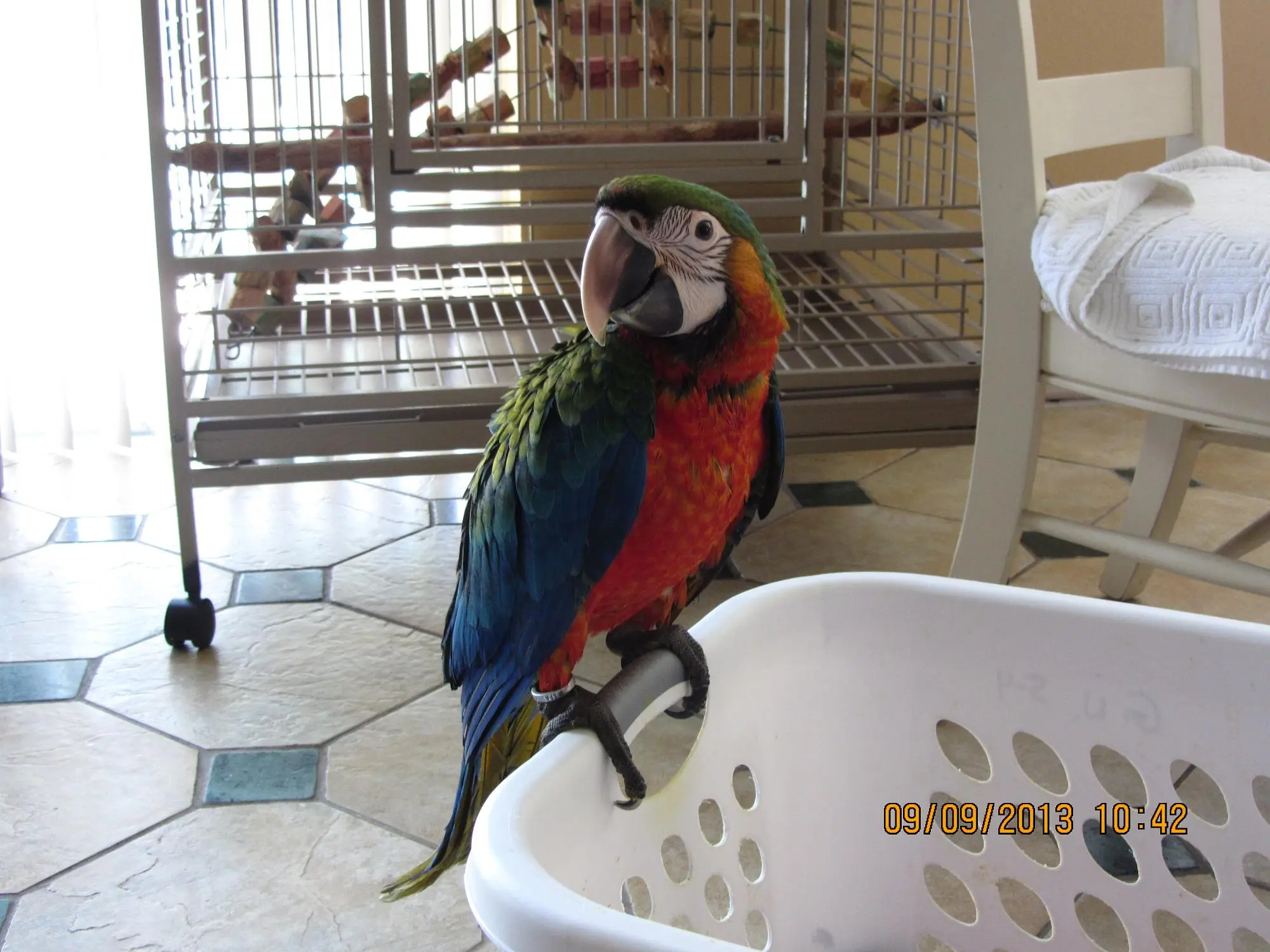 Catalina Macaw 9 Weeks Old