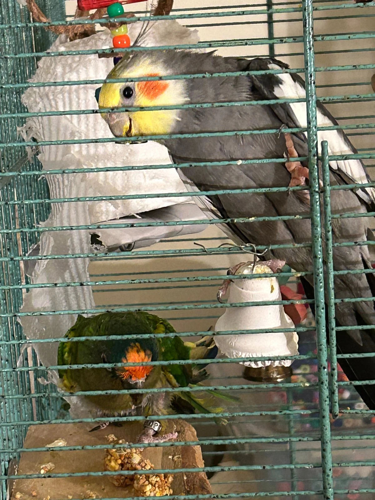 Charlie and Redshift in new cage again.webp