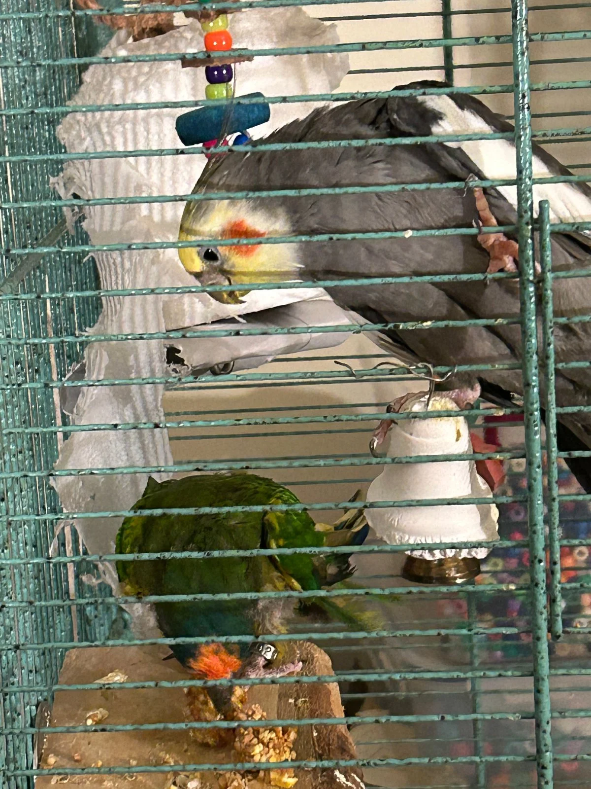 Charlie and redshift in new cage.webp