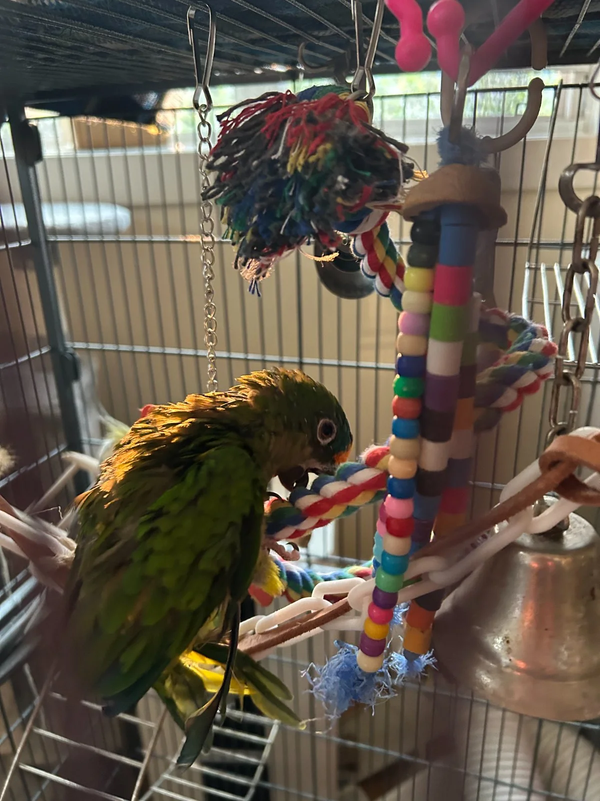Charlie move in community cage.webp