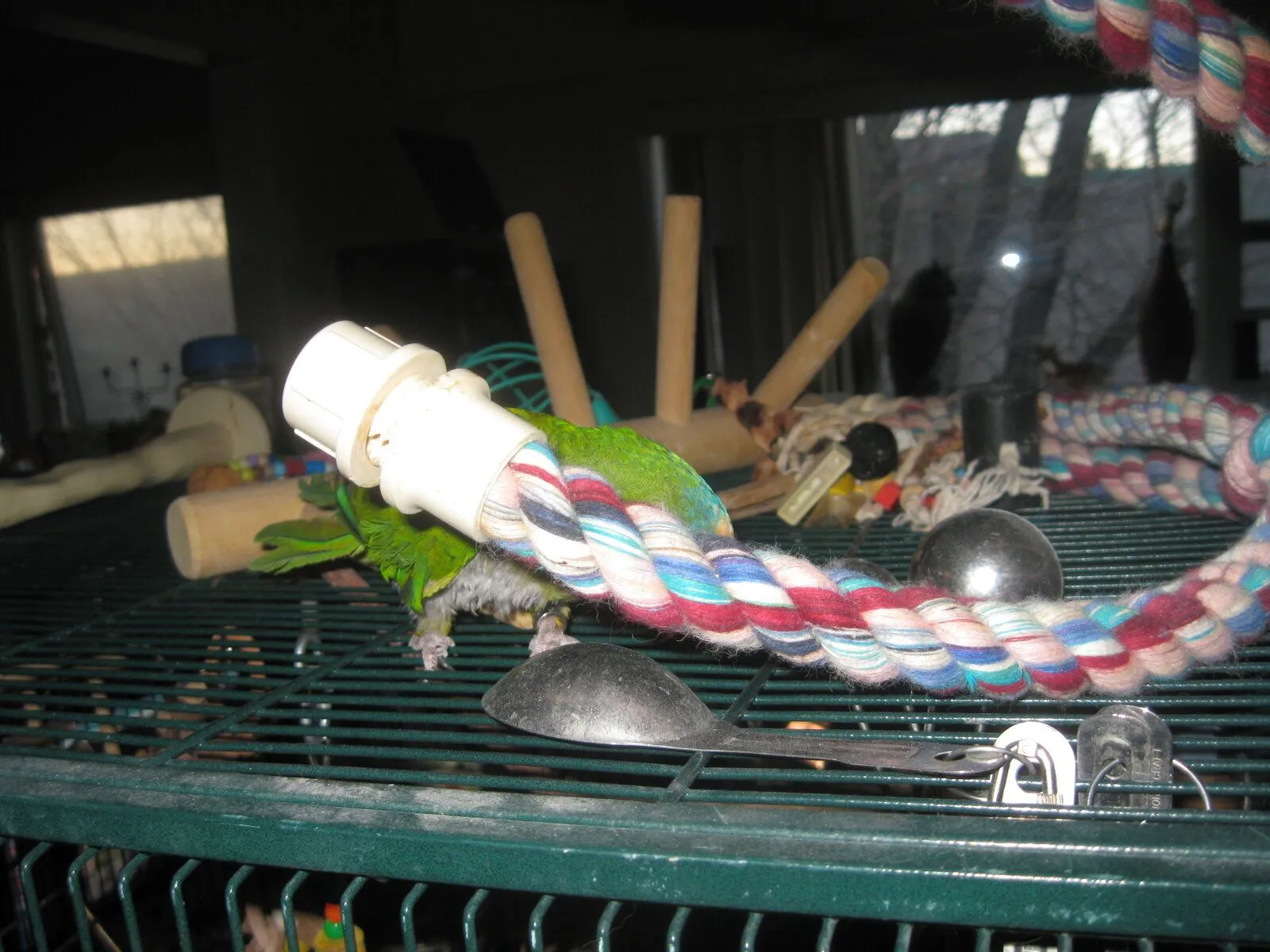 Charlie_dec 29_2023_3.JPG