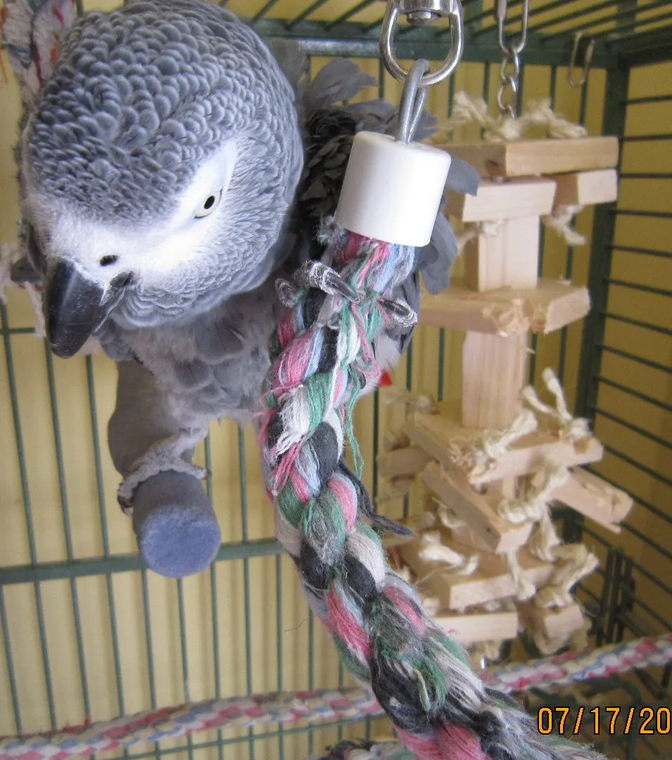 Che' - I Pet Sit Him