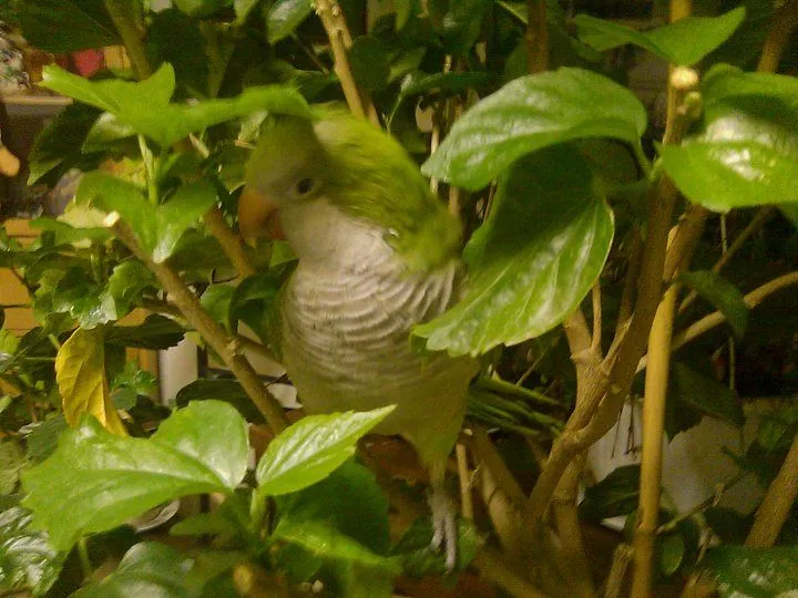 Cheech In A Hibiscus Tree
