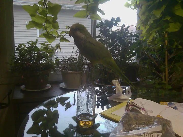 Cheech