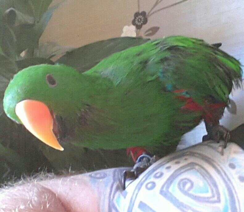 Chester Our Eclectus!