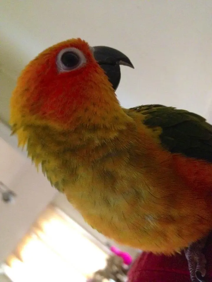 Chili The Sun Conure