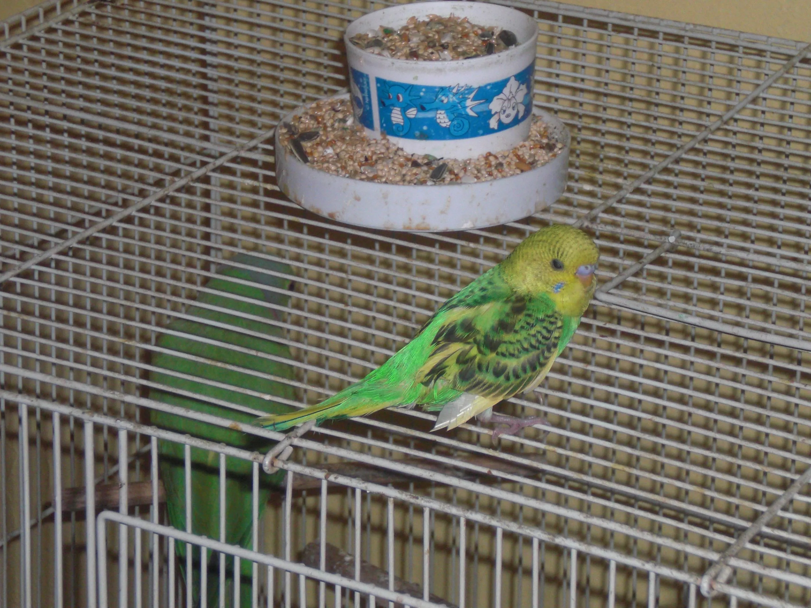 cimg0447.jpg