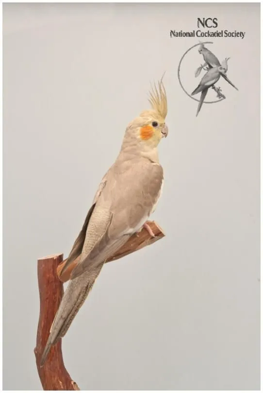 Cinnamon-Cockatiels-2.webp
