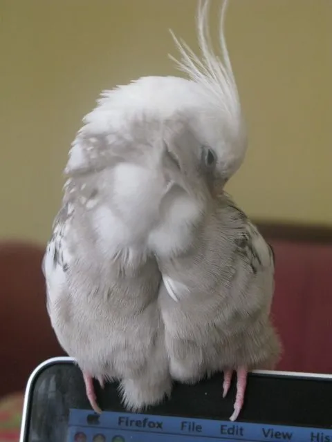 Cockatiel Mutation