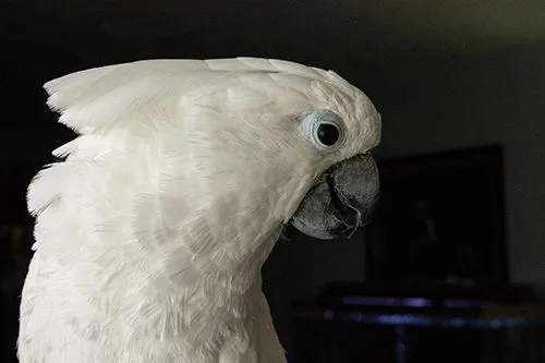 Cocoapuff, Umbrella Cockatoo