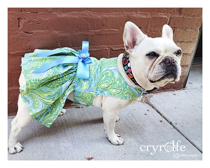 Collette - Our Frenchie