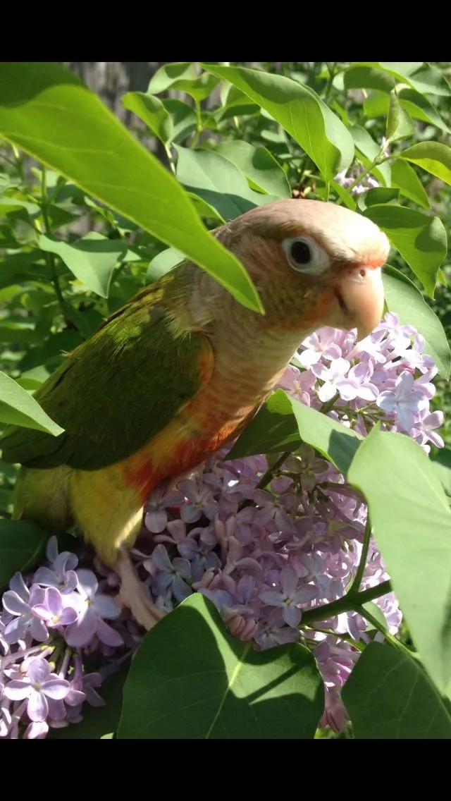 Connie In The Pear Tree