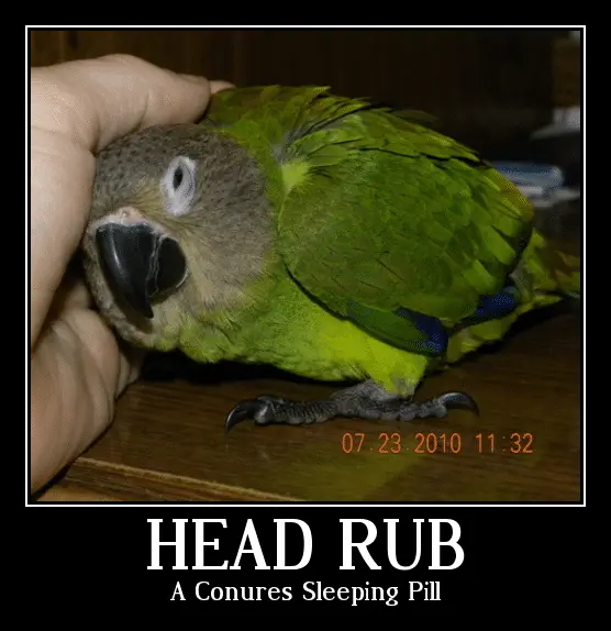 Conure Motivation