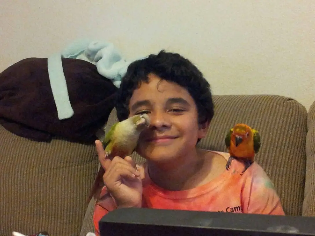 Conures=love