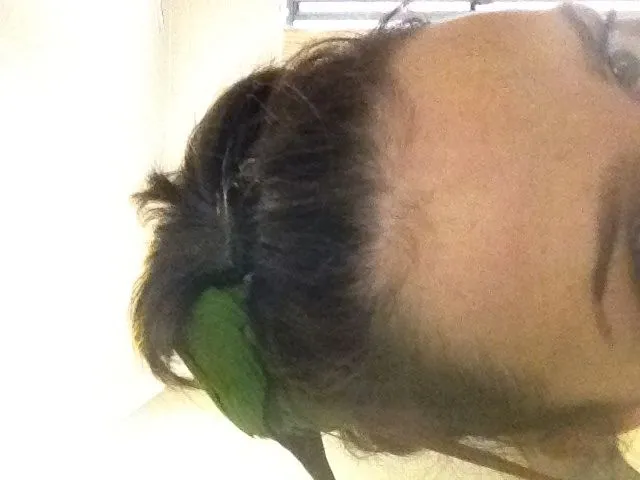 Cricket My Crazy Little Conure!