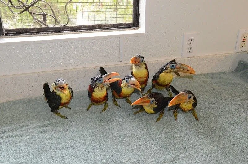 Curl Crested Aracari