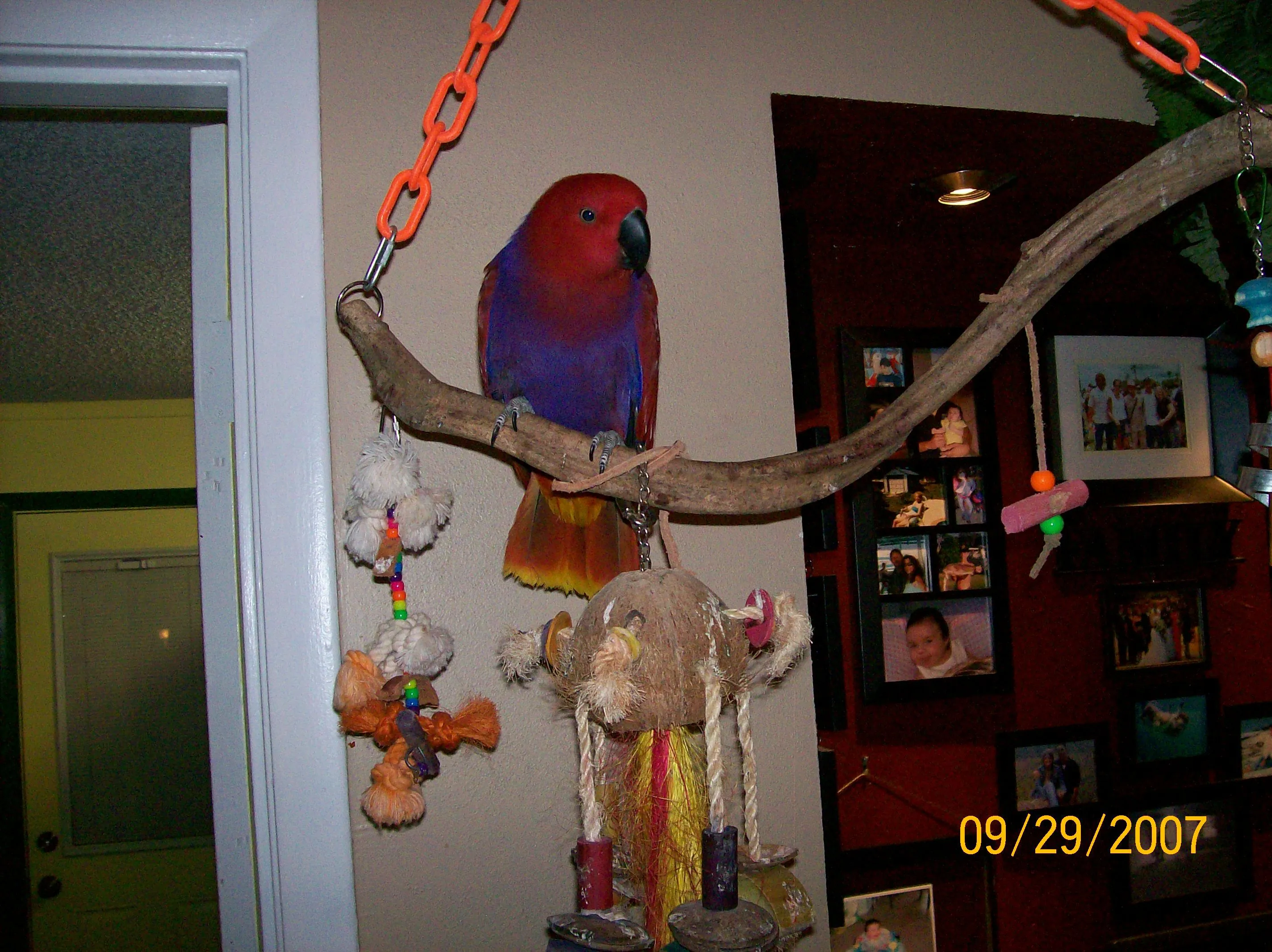 Daisy Vos Eclectus