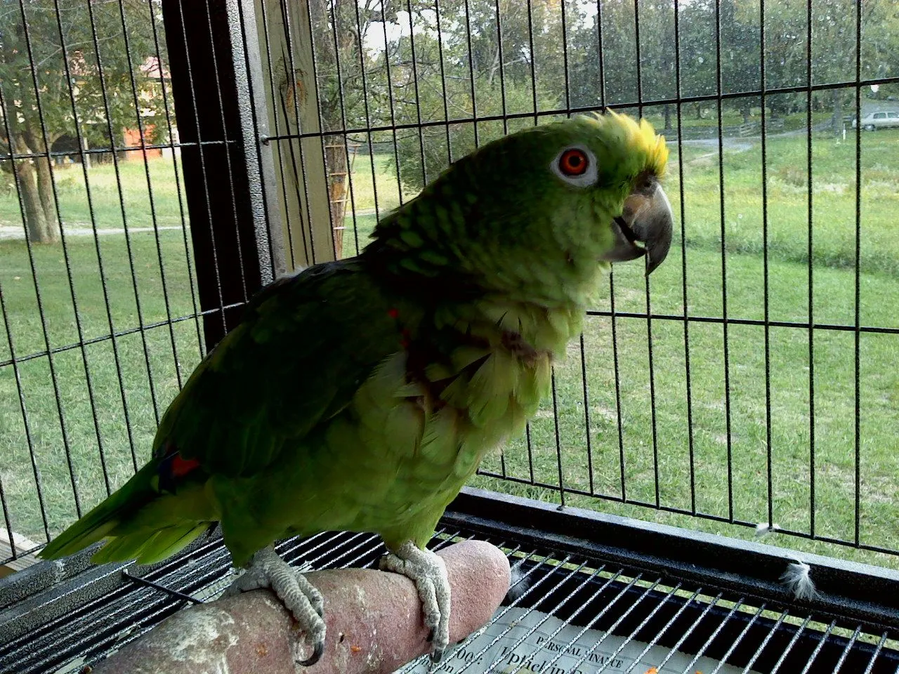 Dottie-(formally Known As Tj)