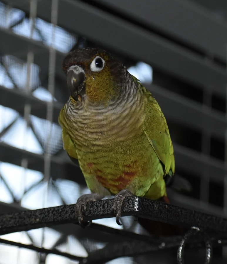 DSC_1317.webp