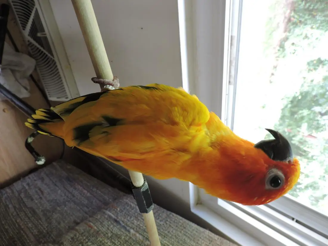 DSCN2843.webp