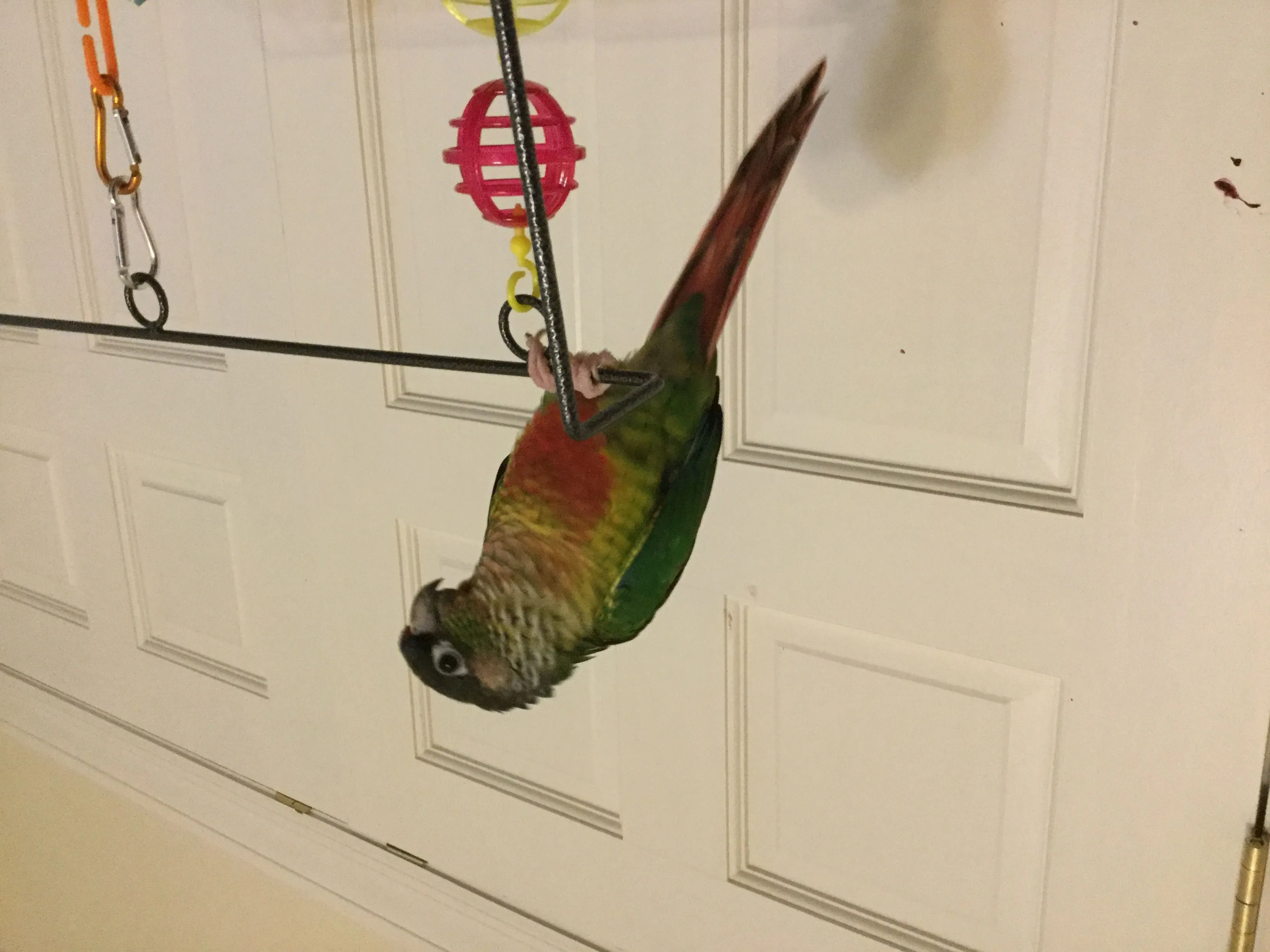 Ducky Holding String