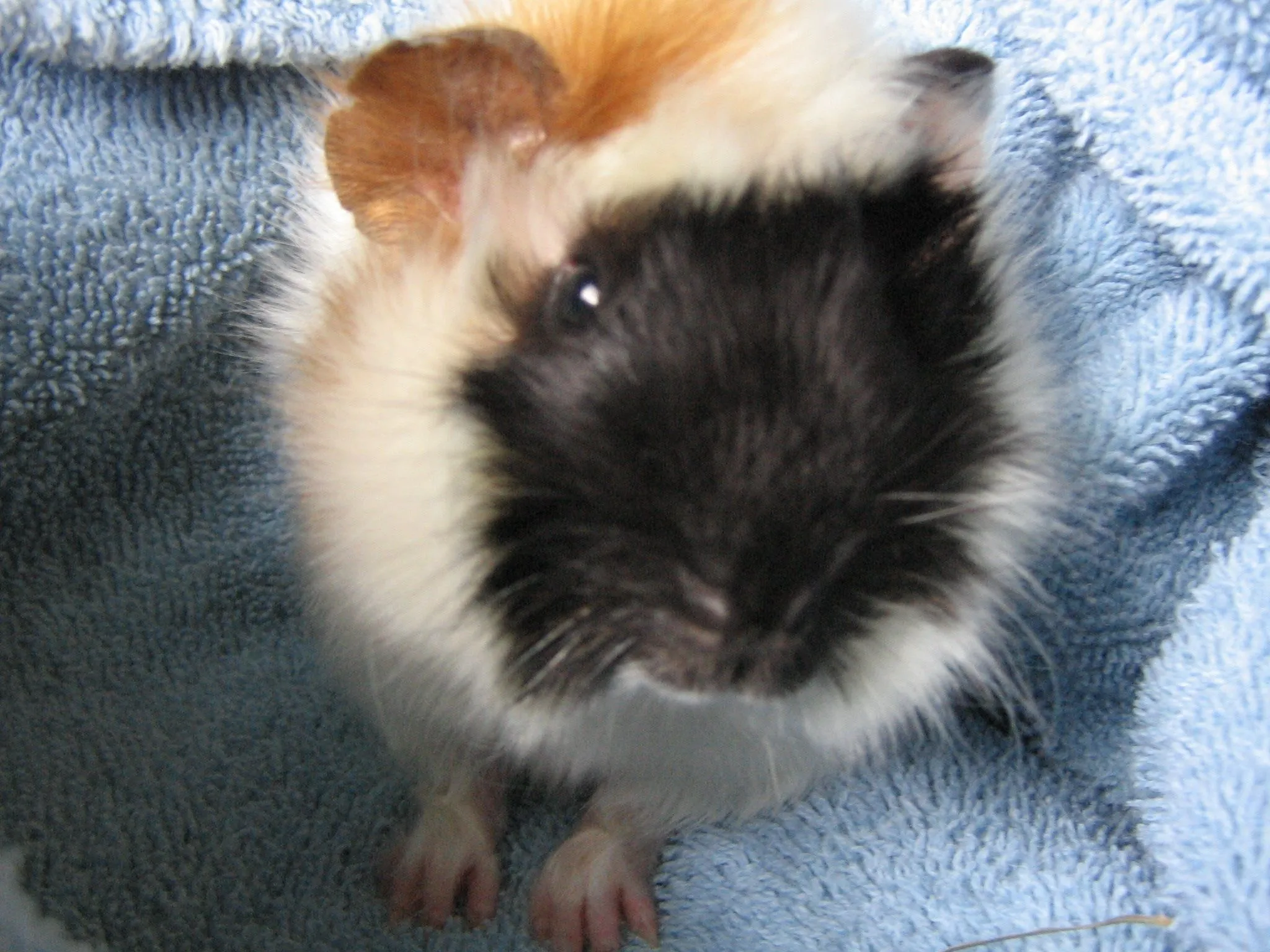 Duncan