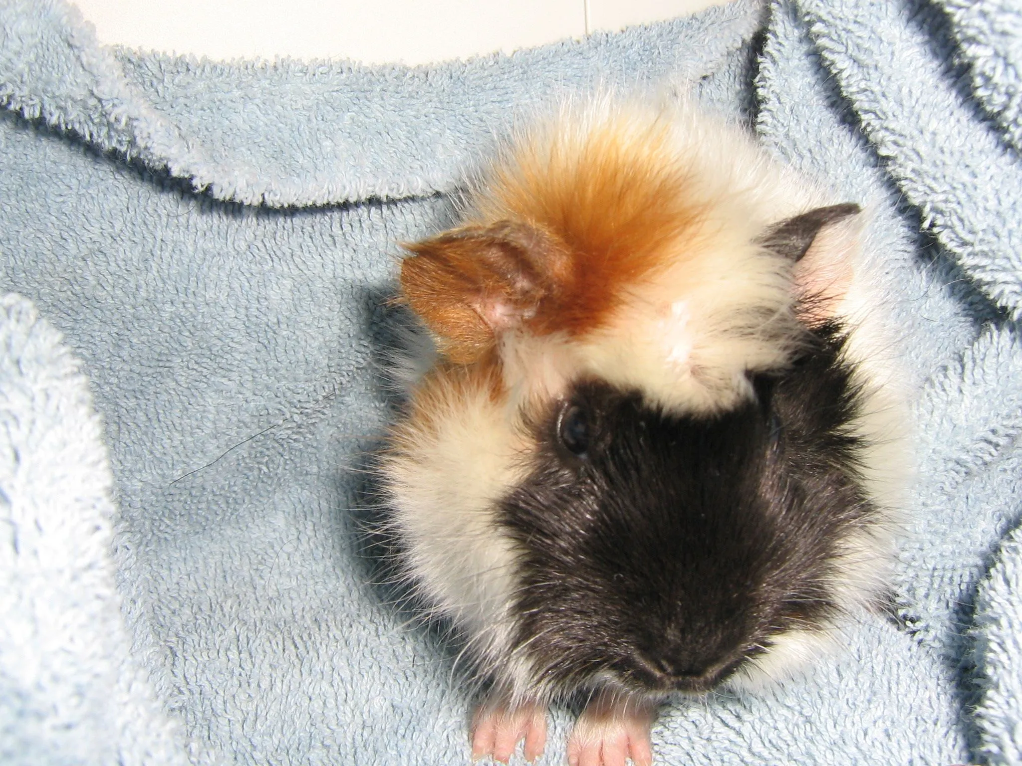 Duncan