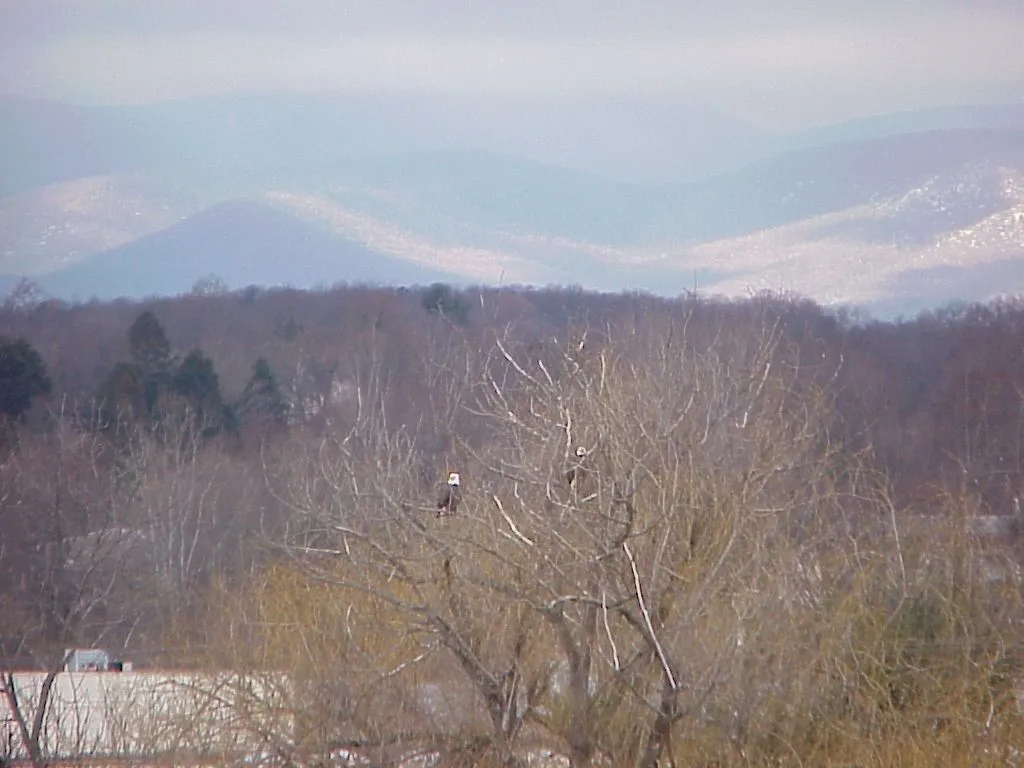 Eagle's at Work