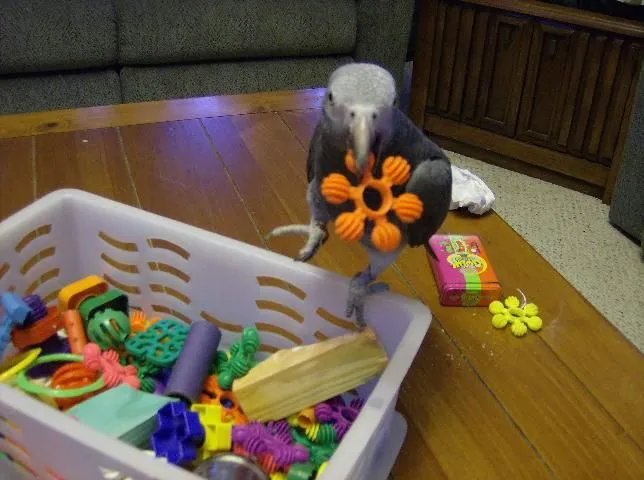 Echo With His Toy Box