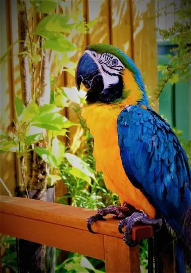 Eddie The Blue And Gold Macaw