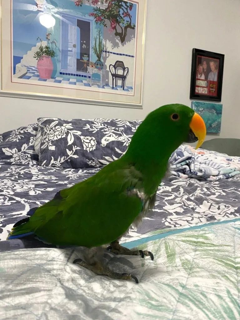 Elmo Male Eclectus