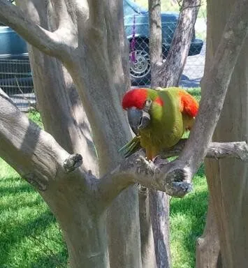 Elvis' Last Year Rip