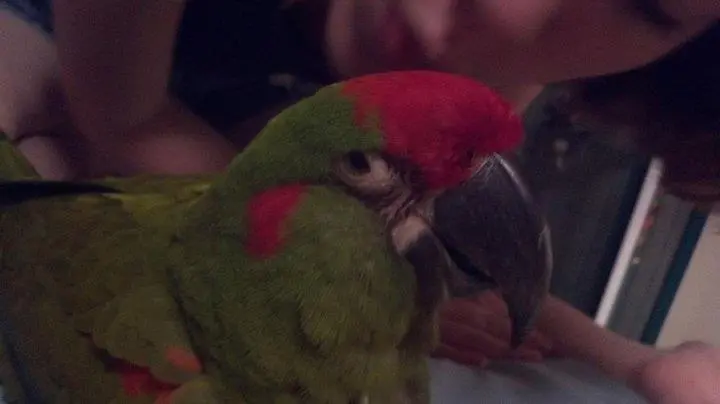 Elvis' Last Year Rip