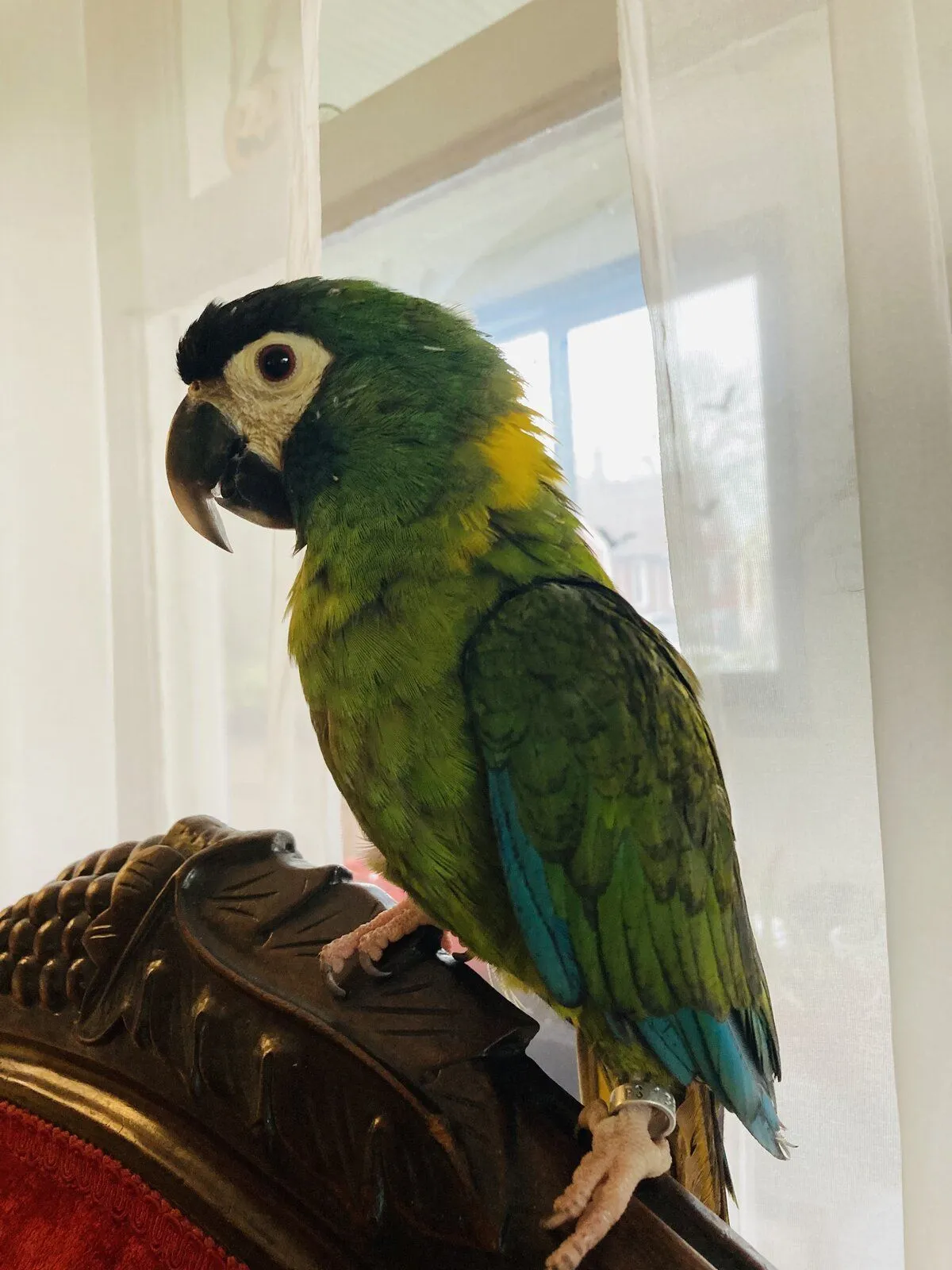 Ether yellow collared macaw