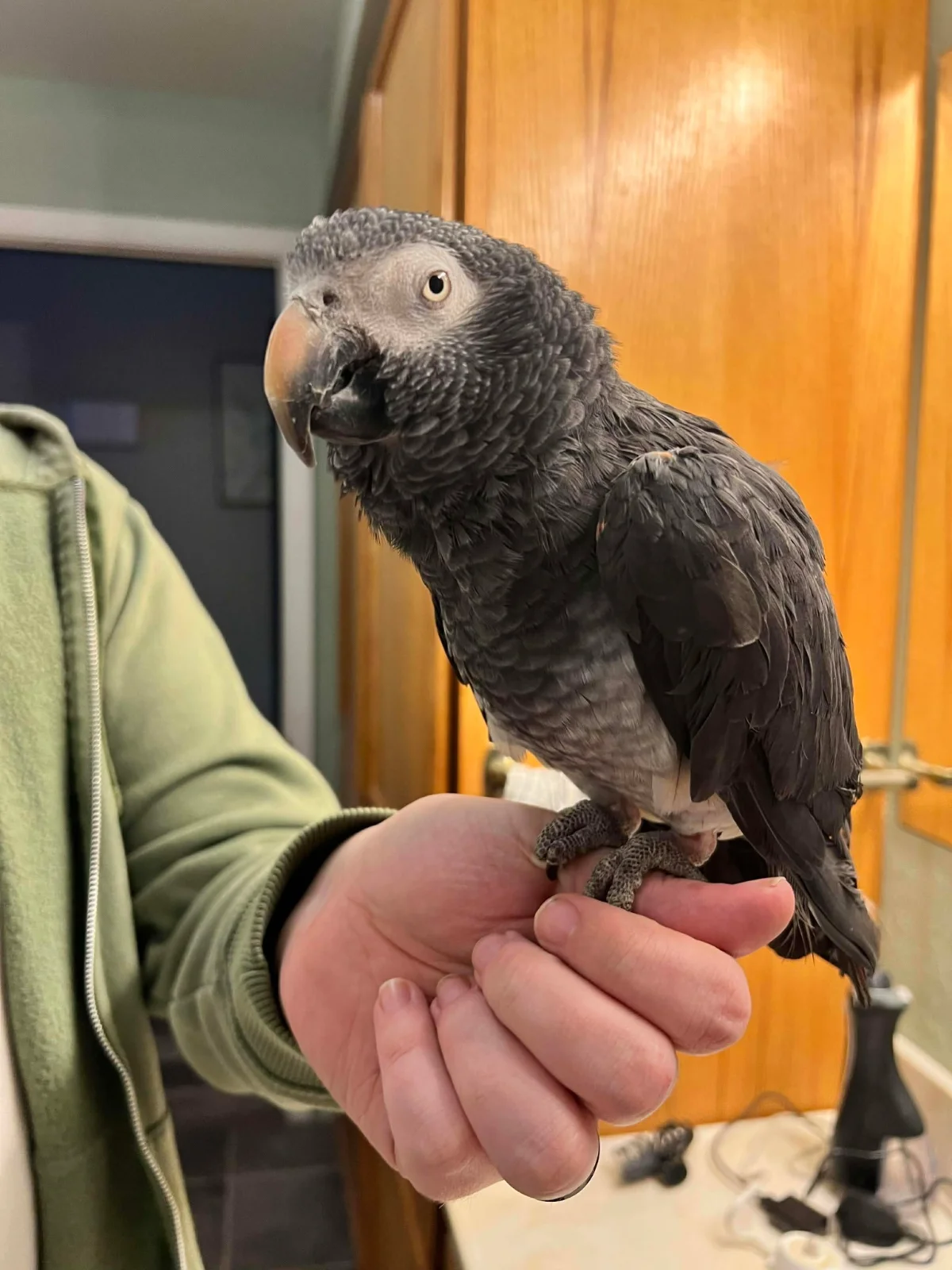 Fenix at the rescue