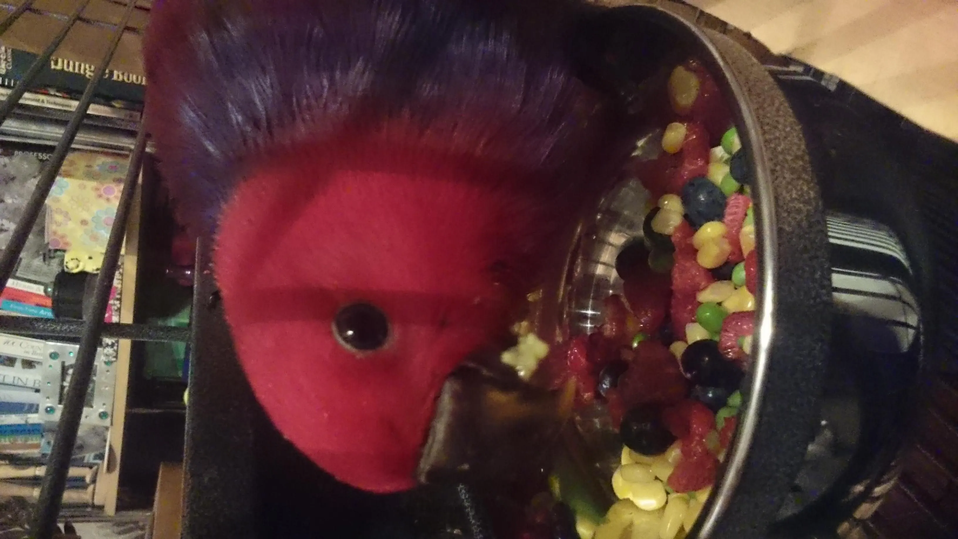 First Day Home - Top Of Cage