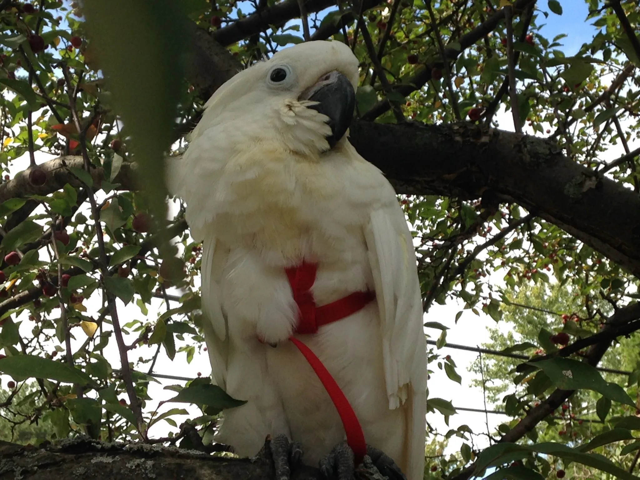 First Time Outside With Harness