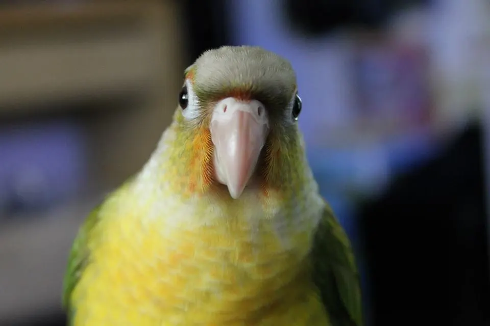 Fred At Almost 4 Months