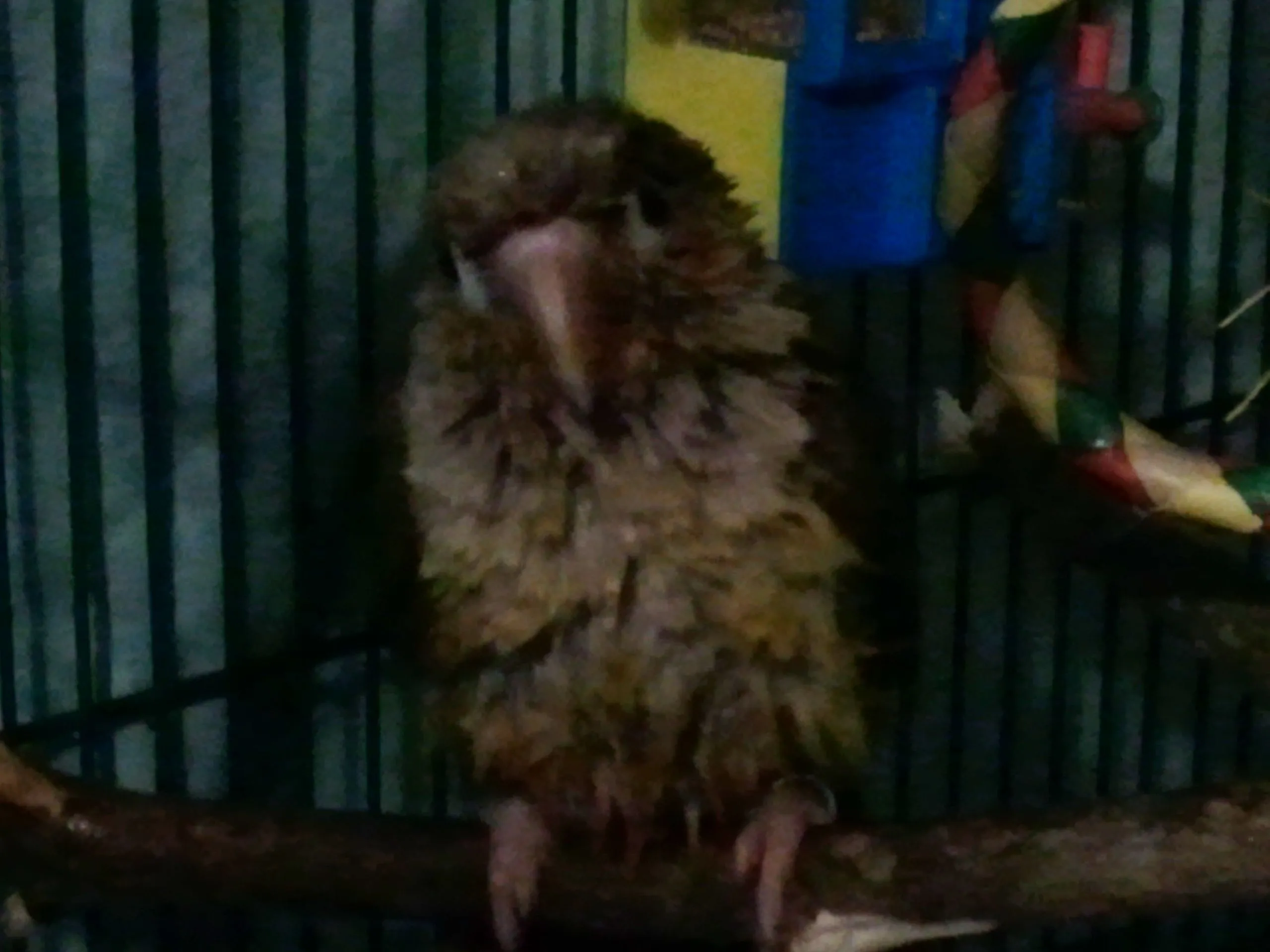 Freddie after a bath  :]