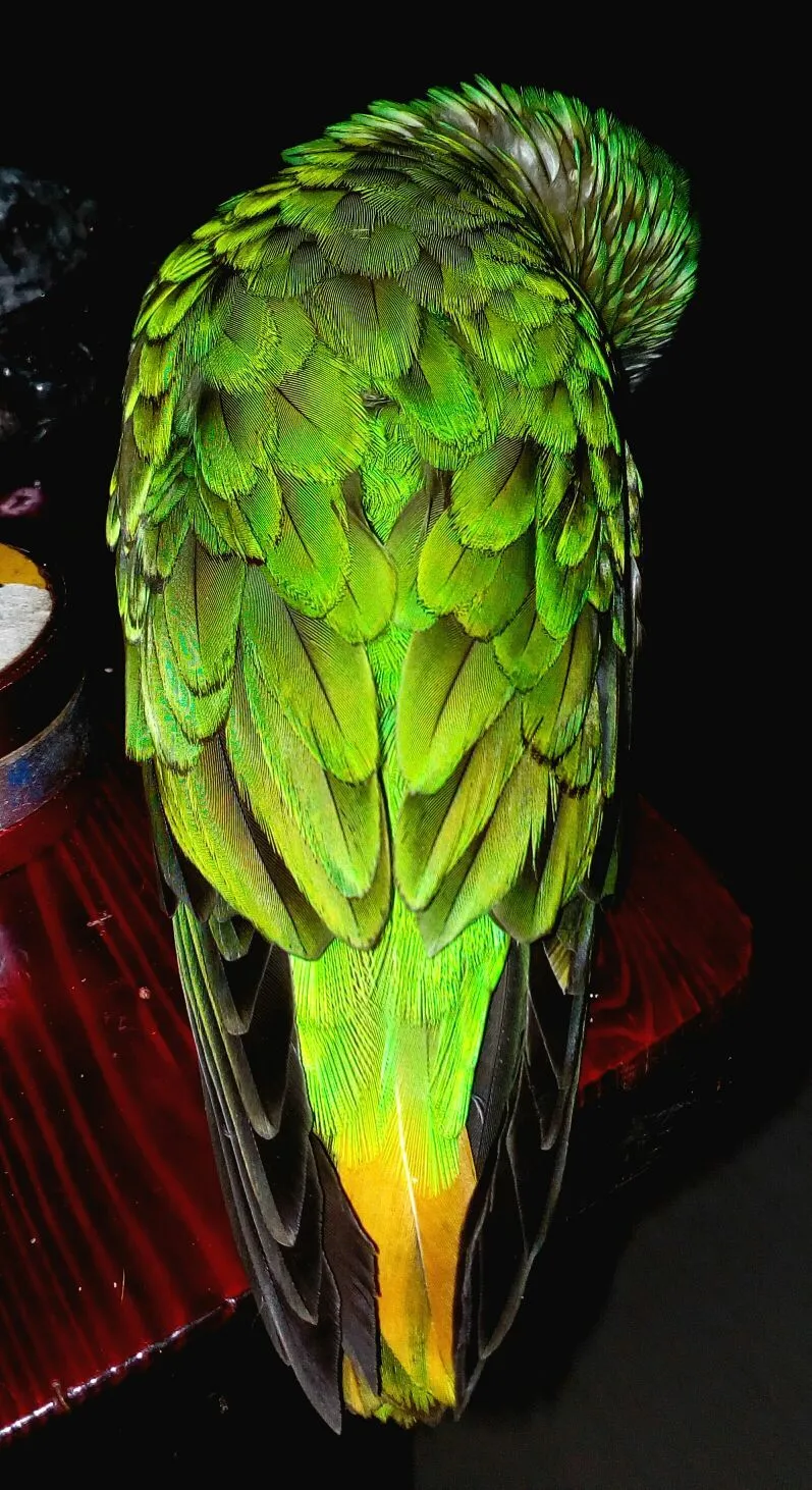 Geometrical Perfection Of Dennis