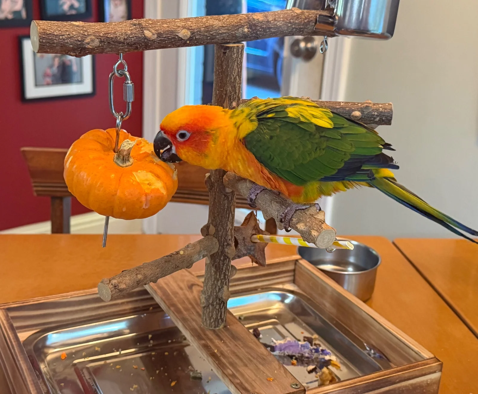 Getting ready for the fall, pumpkin and all!